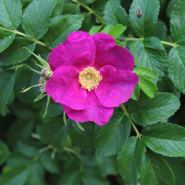 Rosa rugosa