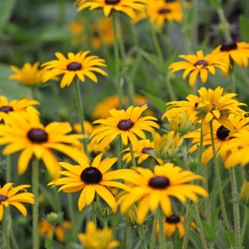 Rudbeckia fulg. 'Goldsturm'