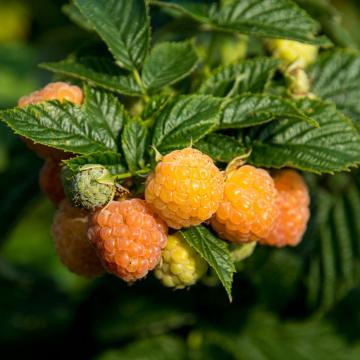Rubus idaeus 'Fallgold'