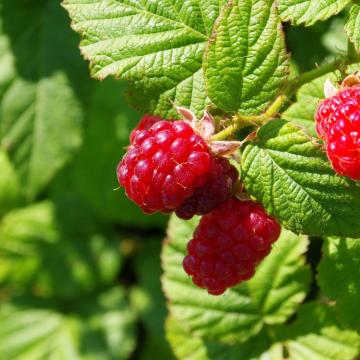 Rubus idaeus 'Malling Promise'