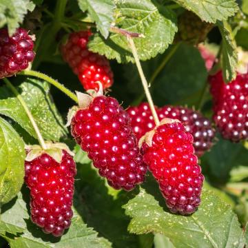 Rubus 'Loganberry'