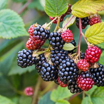 Rubus fruticosus 'Thornless Evergreen'