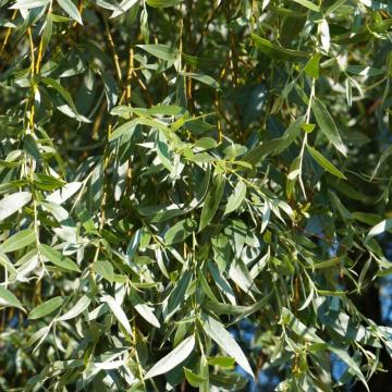 Salix alba 'Liempde'