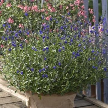 Salvia greggii 'Blue Note'