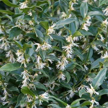 Sarcococca confusa