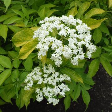 Sambucus nigra