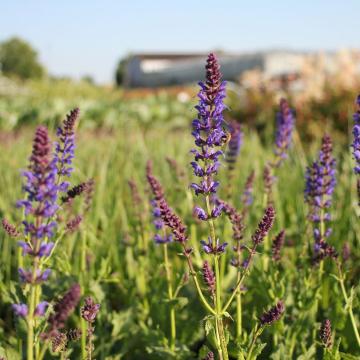 Salvia nem. 'Mainacht'