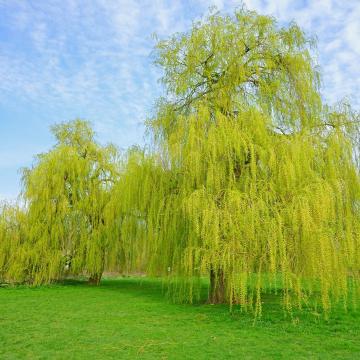 Salix sepulcralis 'Chrysocoma'