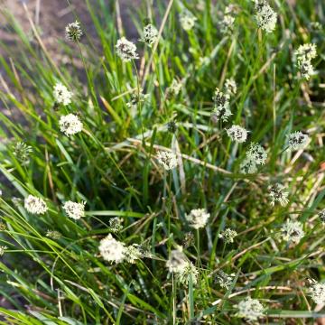 Sesleria caerulea 'Glauca'