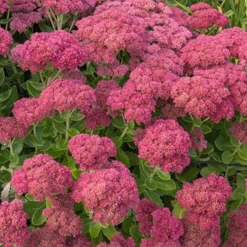 Sedum telephium 'Herbstfreude'
