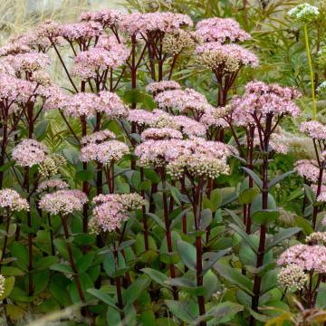 Sedum 'Matrona'