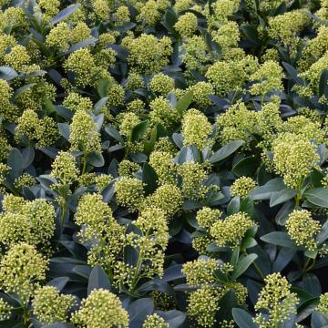 Skimmia jap. 'Finchy'