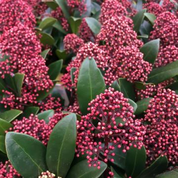 Skimmia jap. 'Rubella'