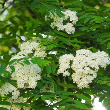 Sorbus aucuparia