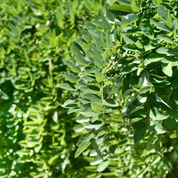Sophora japonica 'Pendula'