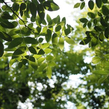 Sophora japonica 'Regent'