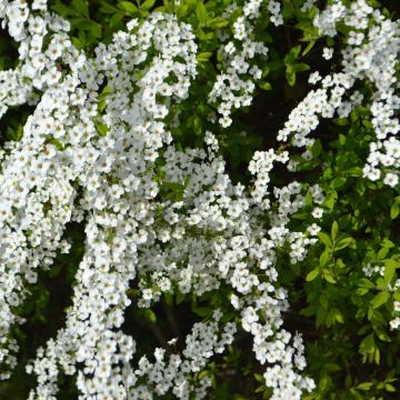 Spiraea arguta