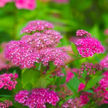 Spiraea japonica 'Anthony Waterer'