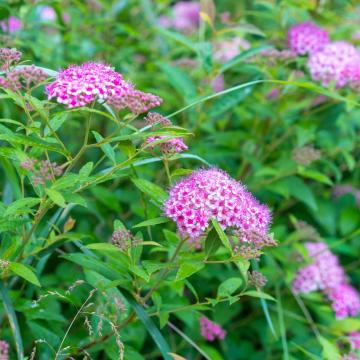 Spiraea japonica 'Little Princess'