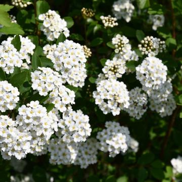 Spiraea vanhouttei