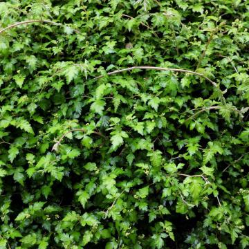 Stephanandra inc. 'Crispa'