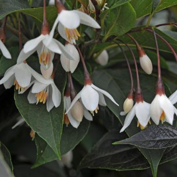 Styrax japonica 'Evening Light'