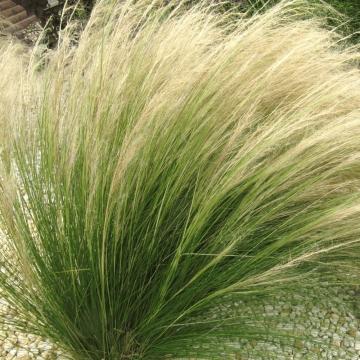 Stipa ten. 'Ponytails'