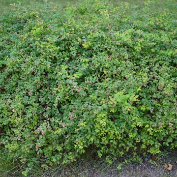 Symphoricarpos chenault. 'Hancock'