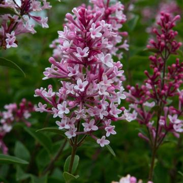 Syringa microphylla 'Superba'