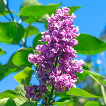 Syringa vulg. 'Charles Joly'