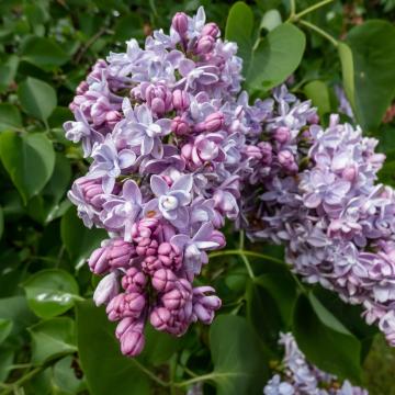 Syringa vulg. 'Katherine Havemeyer'