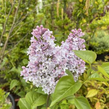 Syringa vulg. 'Michel Buchner'