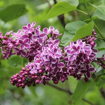Syringa vulg. 'Sensation'