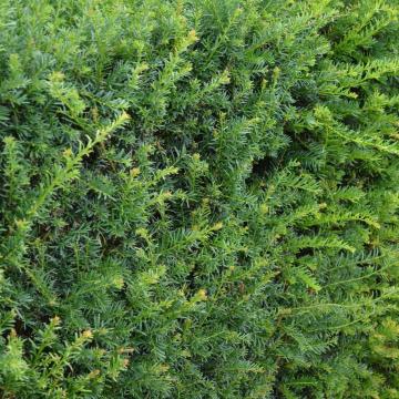 Taxus baccata