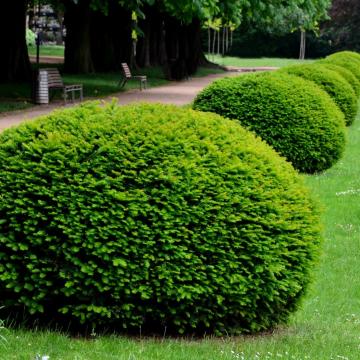 Taxus baccata bol