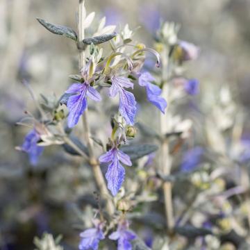 Teucrium fruticans