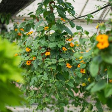 Thunbergia alata