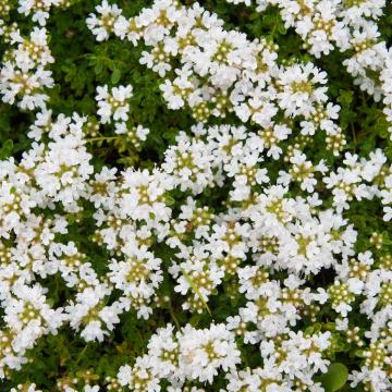 Thymus praecox 'Albiflorus'