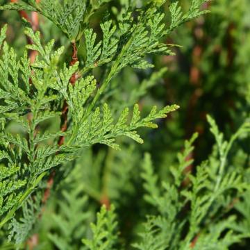 Thuja plicata 'Atrovirens'