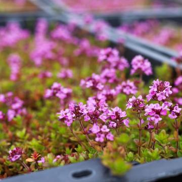 Thymus praecox 'Coccineus'