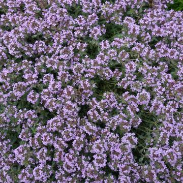 Thymus praecox 'Pseudolanuginosus'