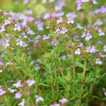 Thymus vulgaris 'Compactus'