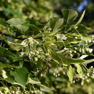 Tilia cordata 'Greenspire'