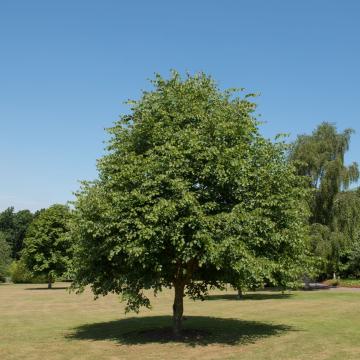 Tilia cordata