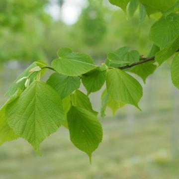 Tilia europaea 'Pallida'