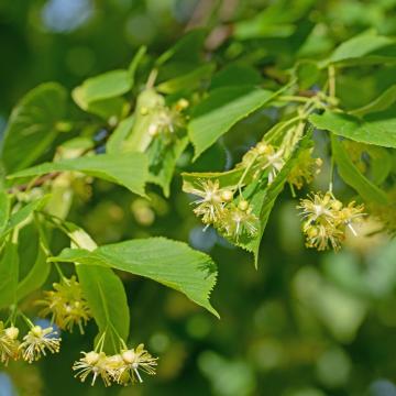 Tilia platyphyllos