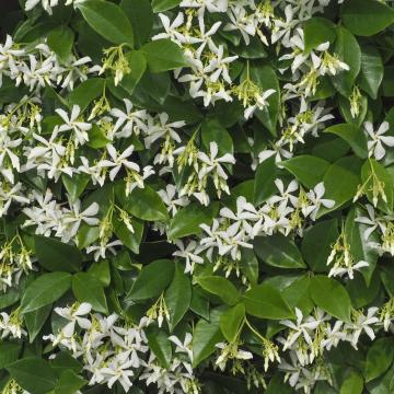 Trachelospermum jasminoides
