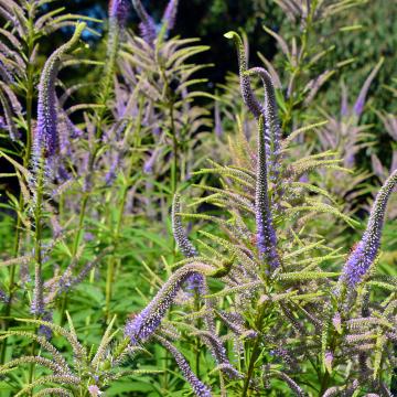 Veronicastrum virg. 'Lavendelturm'