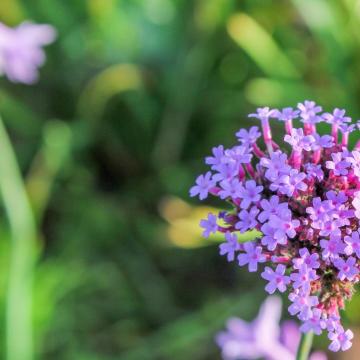 Verbena bon. 'Lollipop'