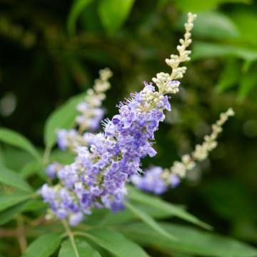 Vitex agnus-castus